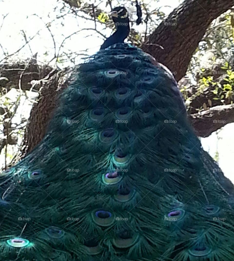 Peacock