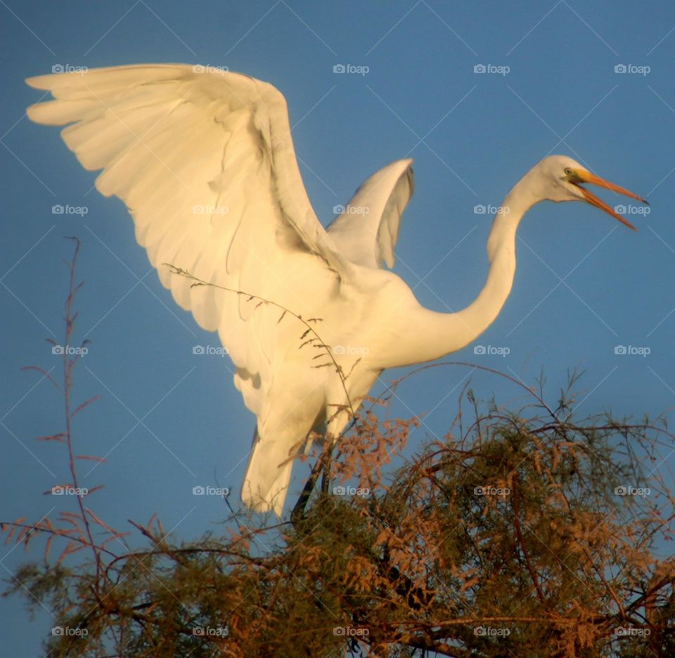 Great Egret Landing in Tree