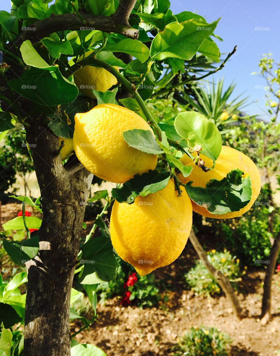 Lemon Tree