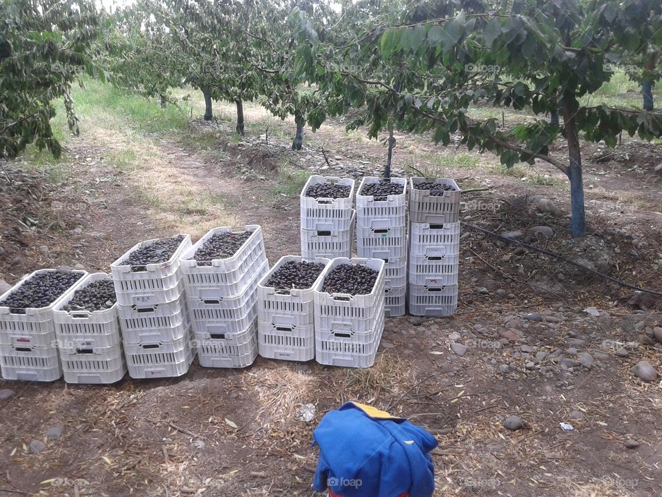 lista la cereza para ser procesada