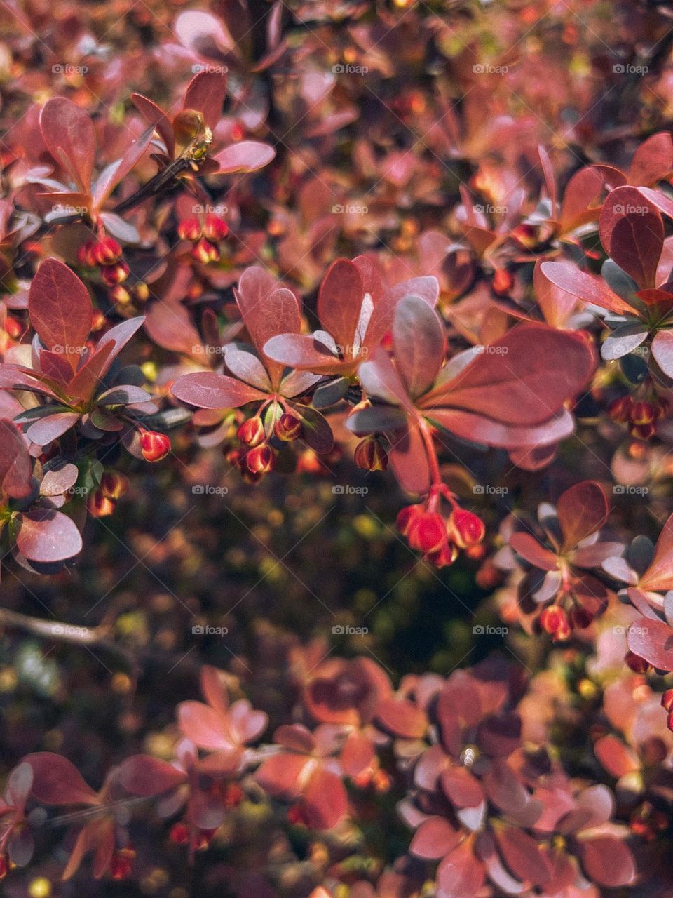 Spring flowers on the branch 