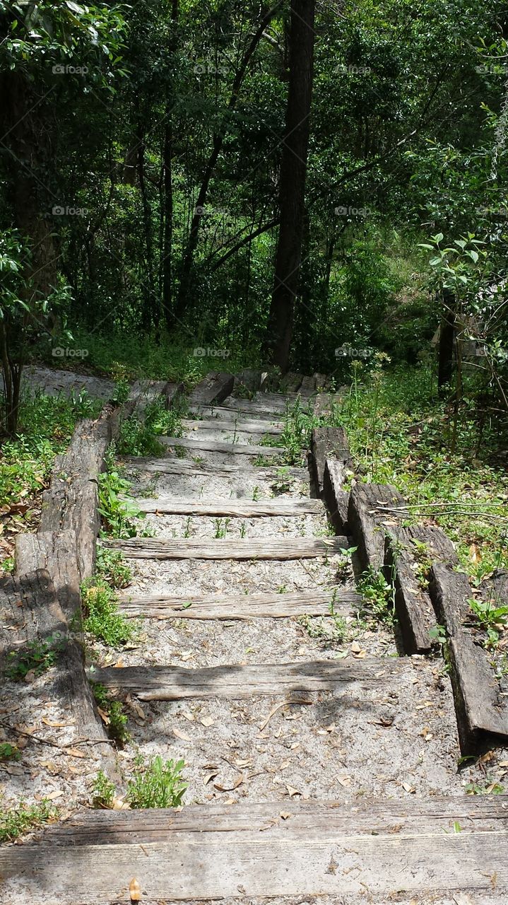 Nature Trail into a Ravine