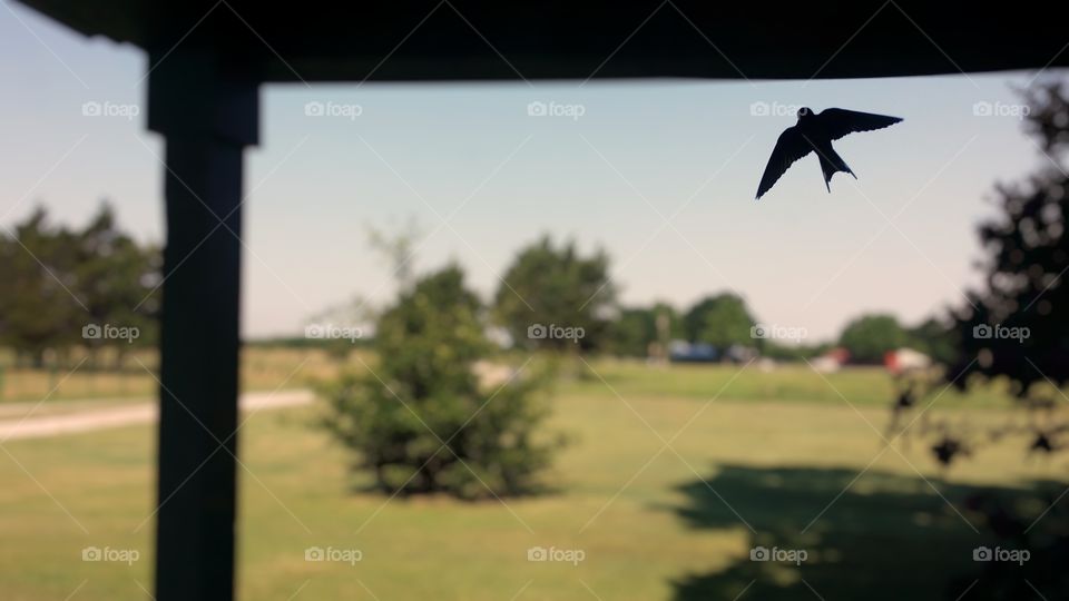 A barn swallow flying out from underneath the porch on a house in summer