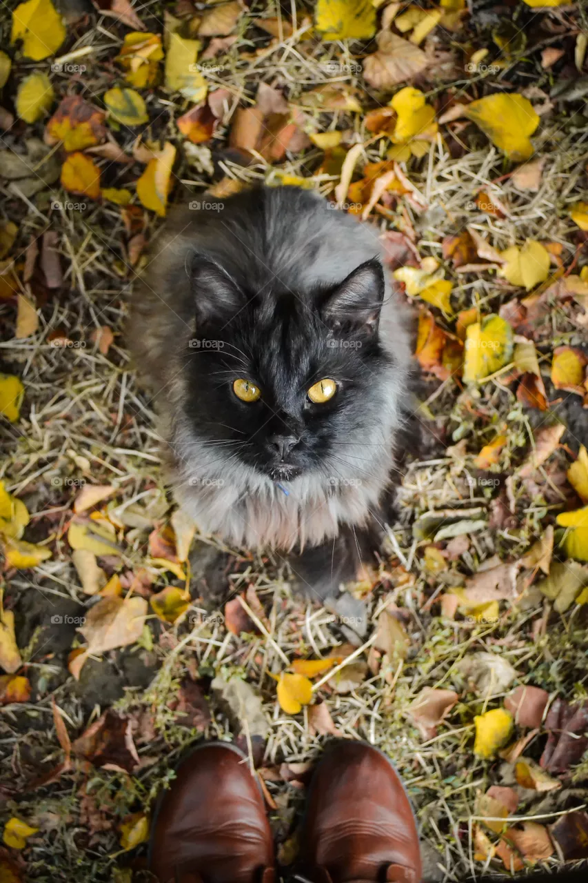 cat, autumn, October