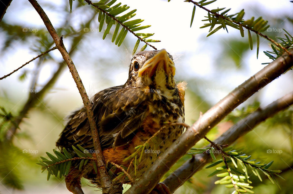 Baby robin