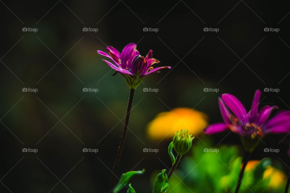 Purple flowers among green nature