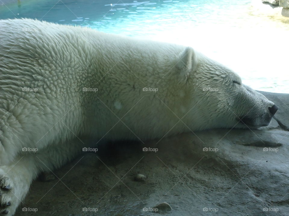 Suffering from heat Polar Bear