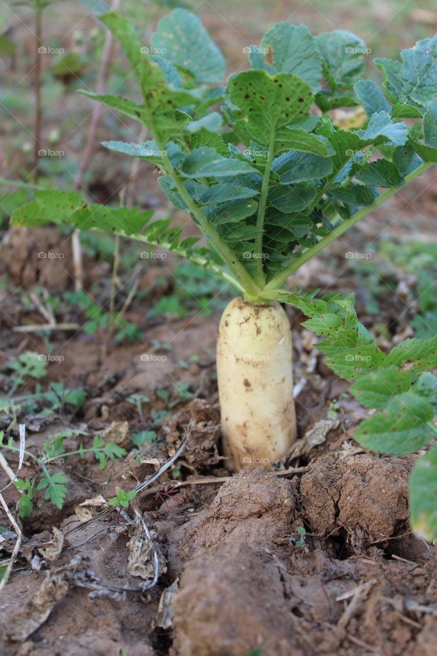 radis in farm