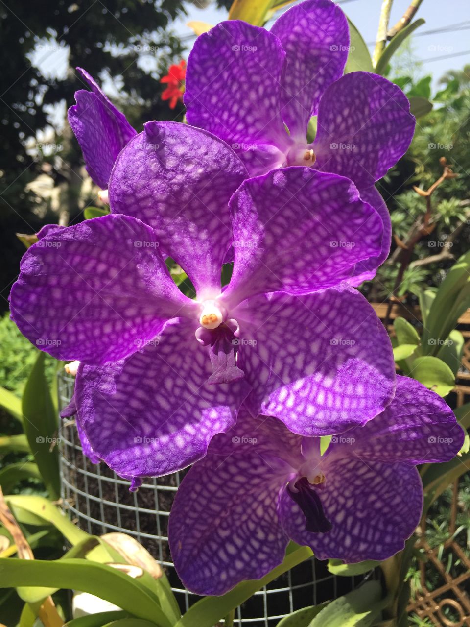 Purple Vanda orchid
