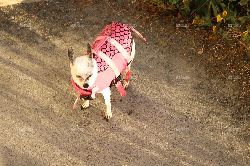 Dog with funny outfit 