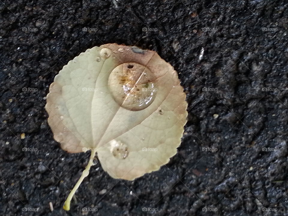 rain drop on a leaf