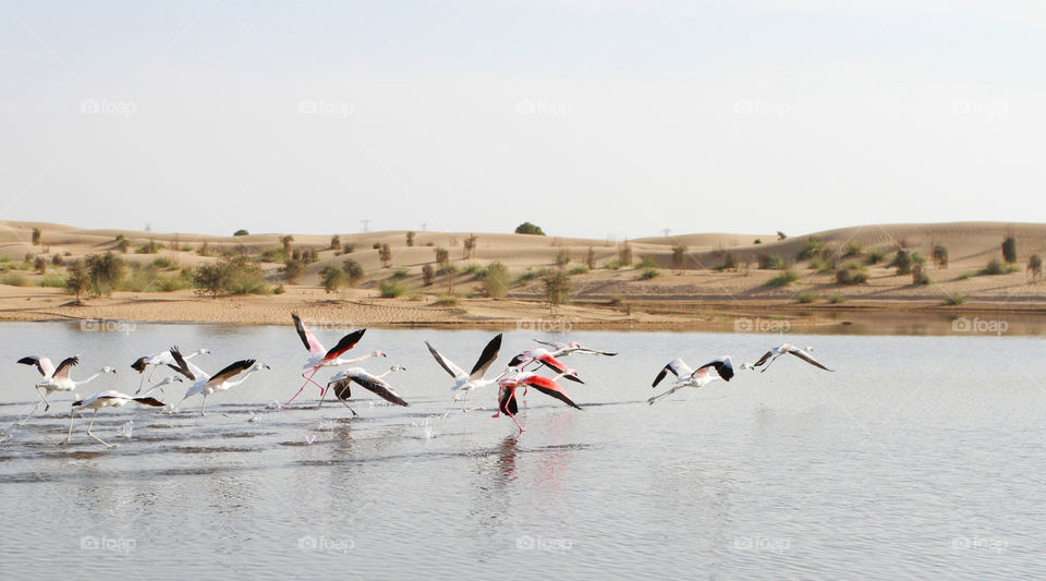 Flamingos in flight