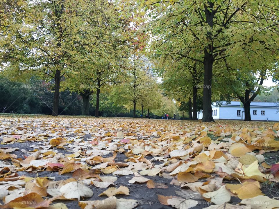 Autumn in Berlin