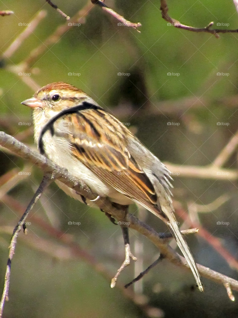 close up finch bird perched on mossy branch