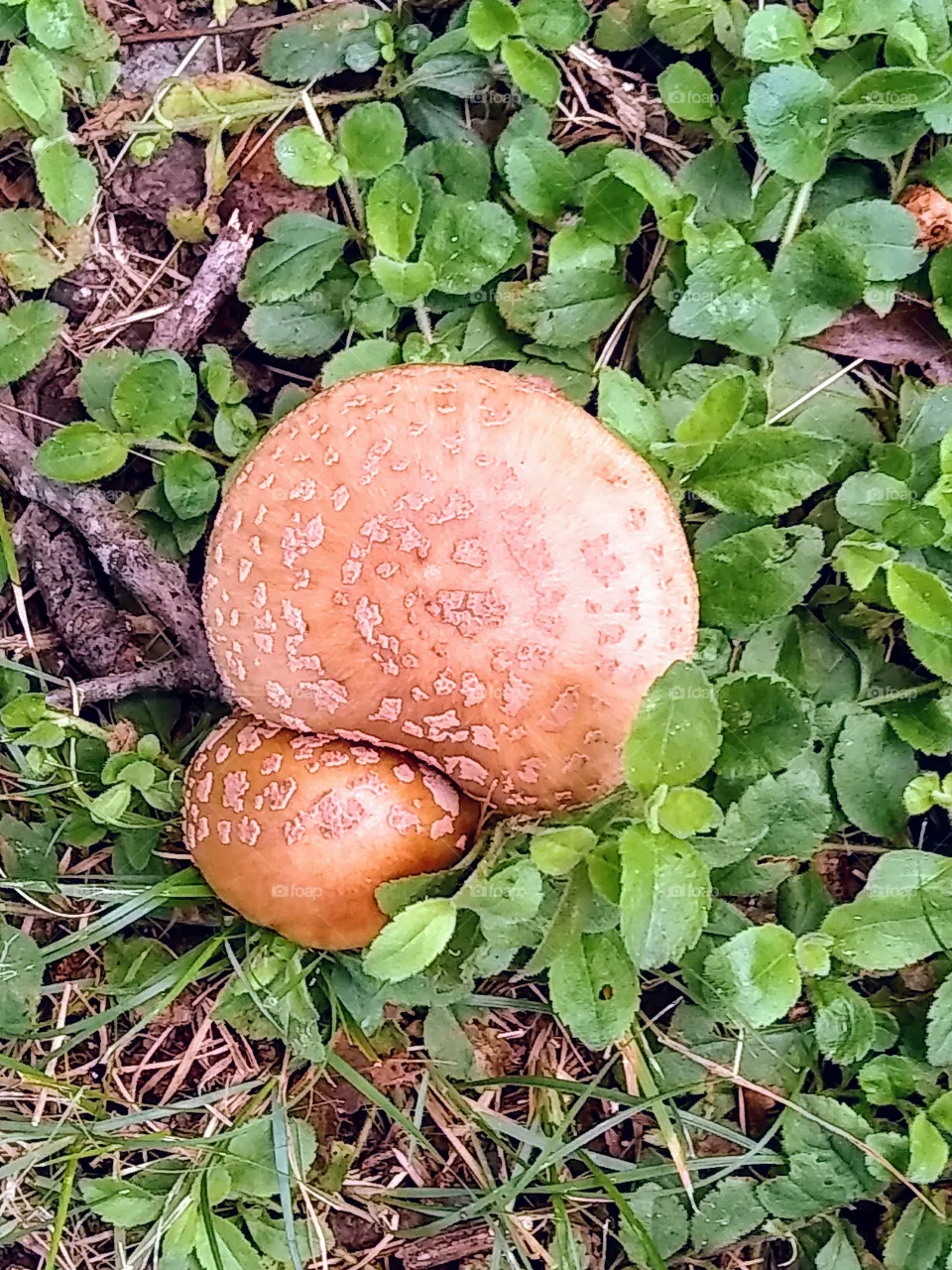 mushrooms