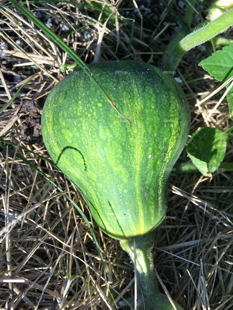 Seminole squash