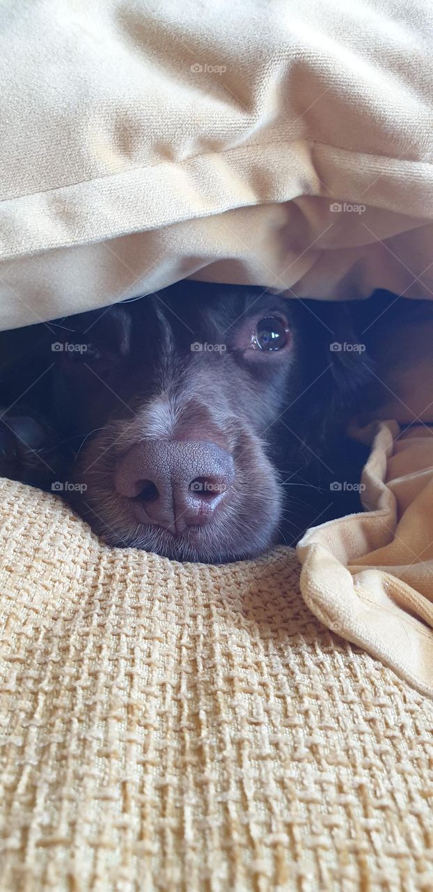 Dog hiding in multiple pillows