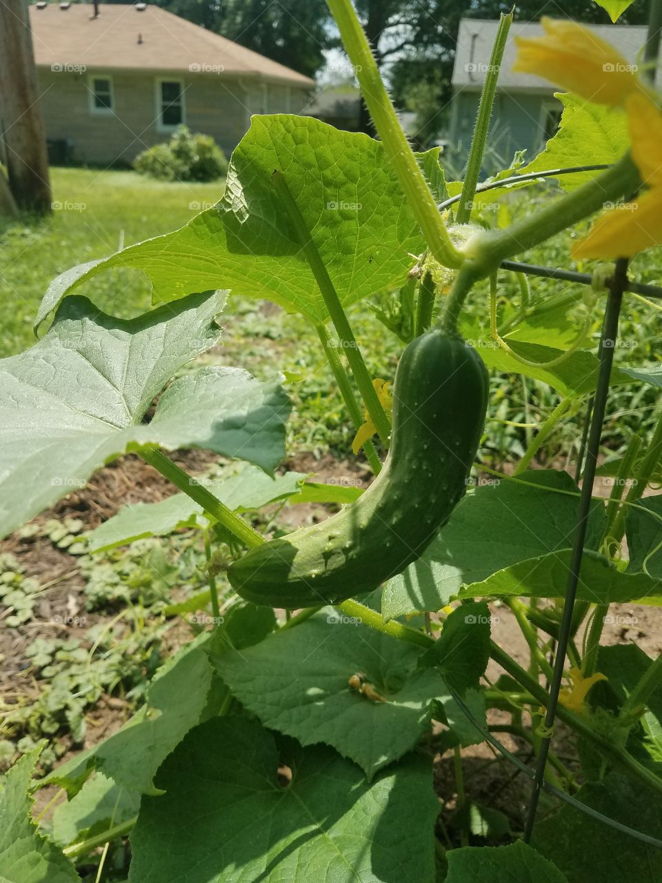 This is a fresh green growing cucumber on the vine.