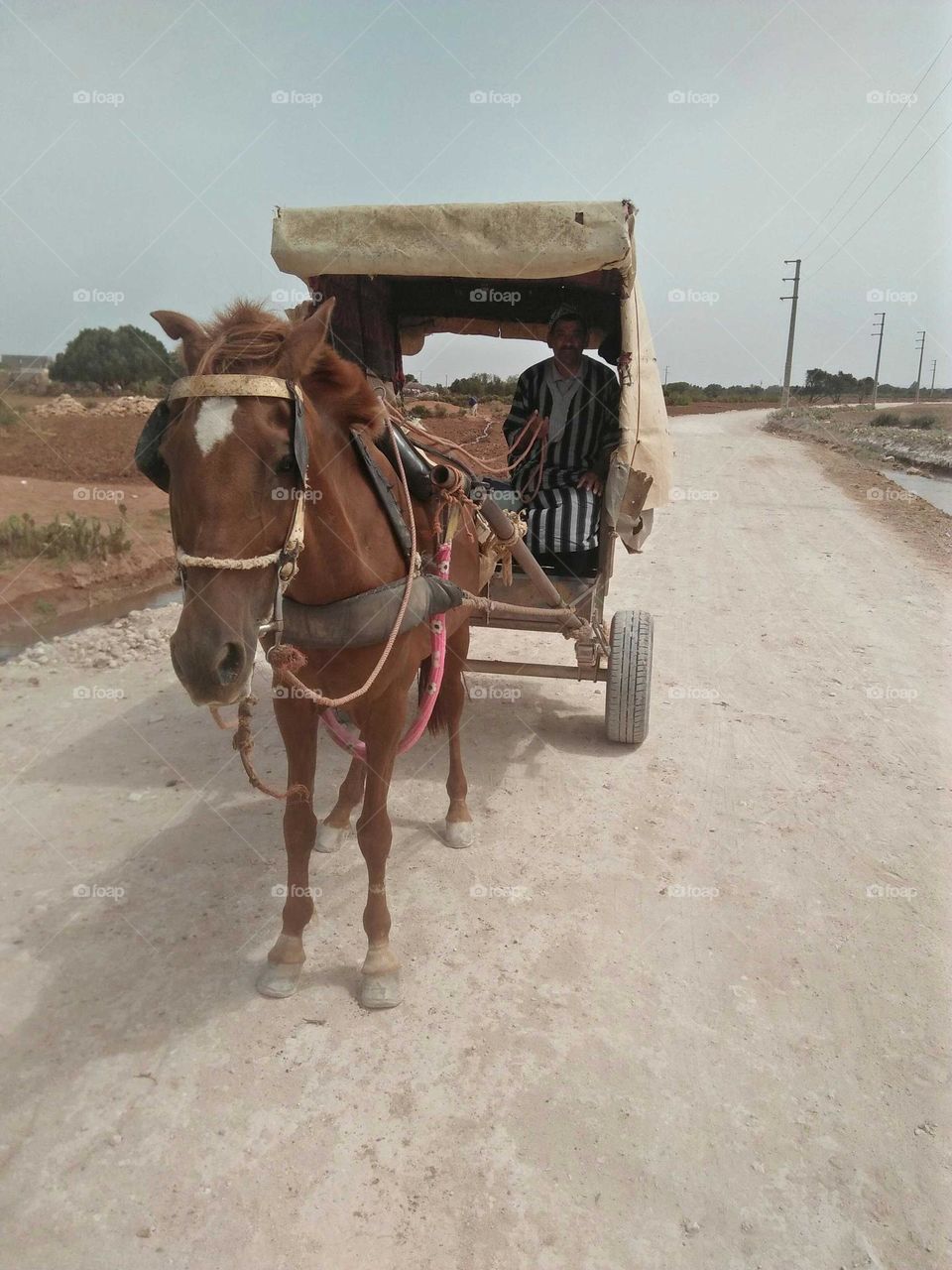 Public transport in Morocco:  Caleche.