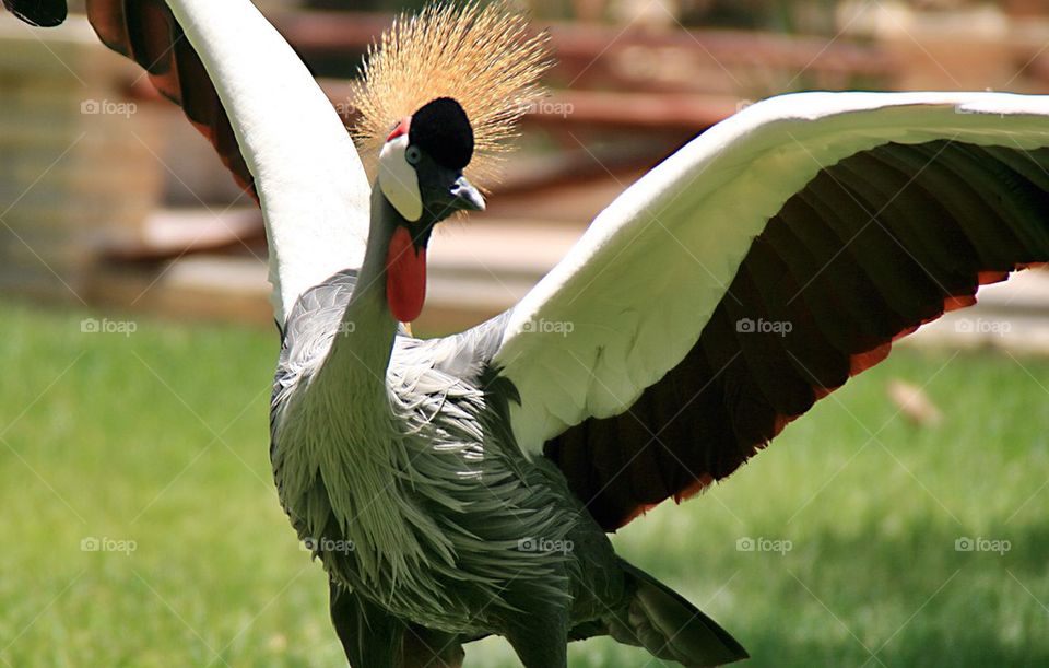 Gray crowned crane - the Mohawk bird