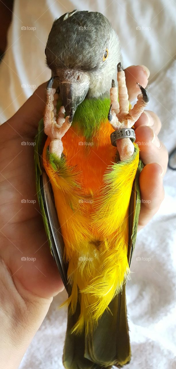 Sleepy Bird