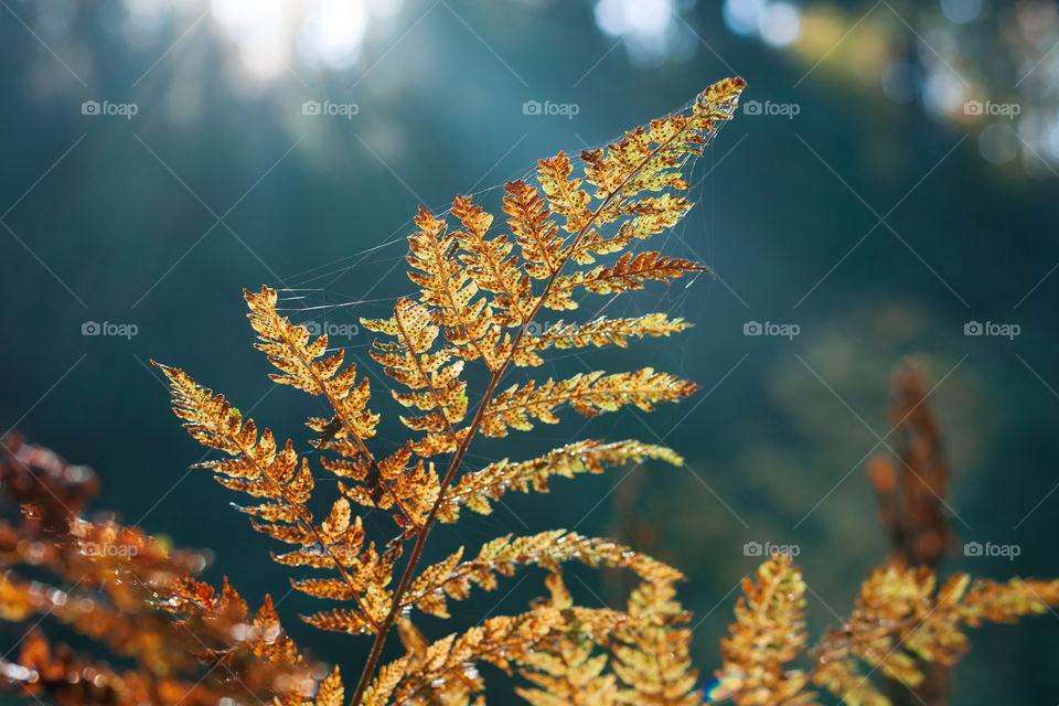 Wild fern in the sun 