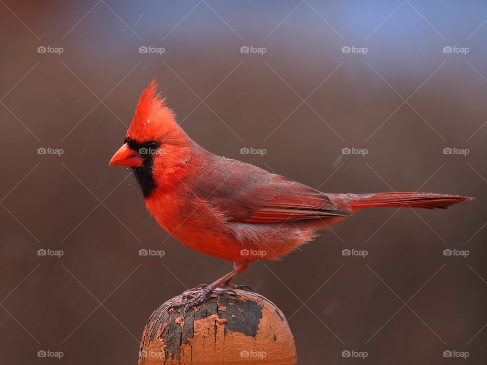 cardinal