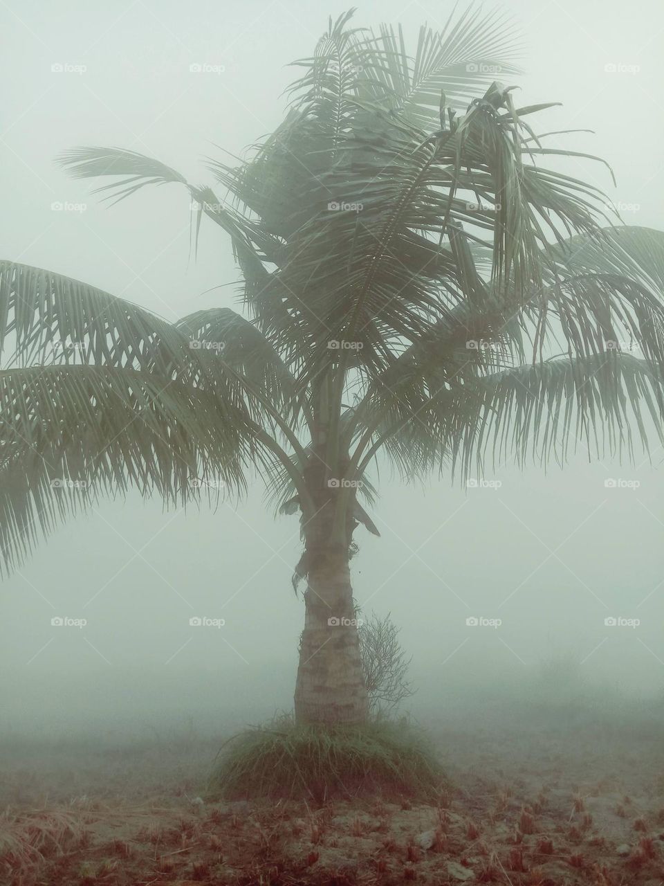 fog day tree photography