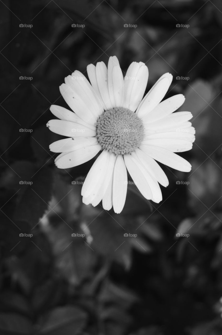 Chamomile is a symbol of childhood and first love. It is a symbol of modesty, sincerity of romantic dreams, truth and reliable feelings. In the language of flowers, a gift in the form of daisies means good intentions, purity and innocence