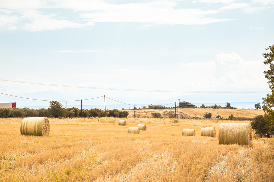 Golden hay bales