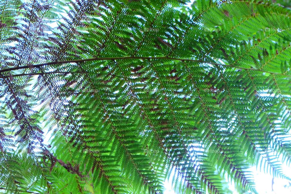 Patterns in nature. Green leaves of fern