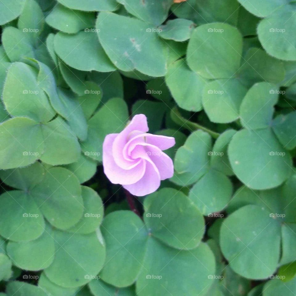 Febbinocci Clover Flower