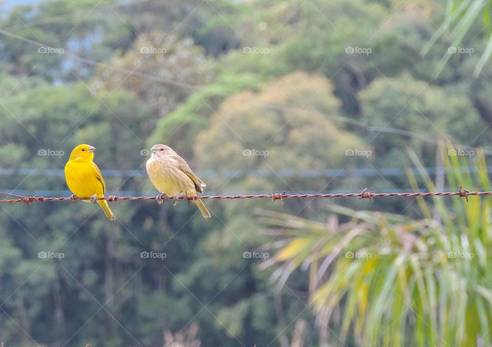 Adorável casal de canários