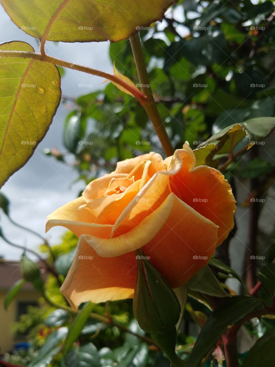 beautiful light peach rose