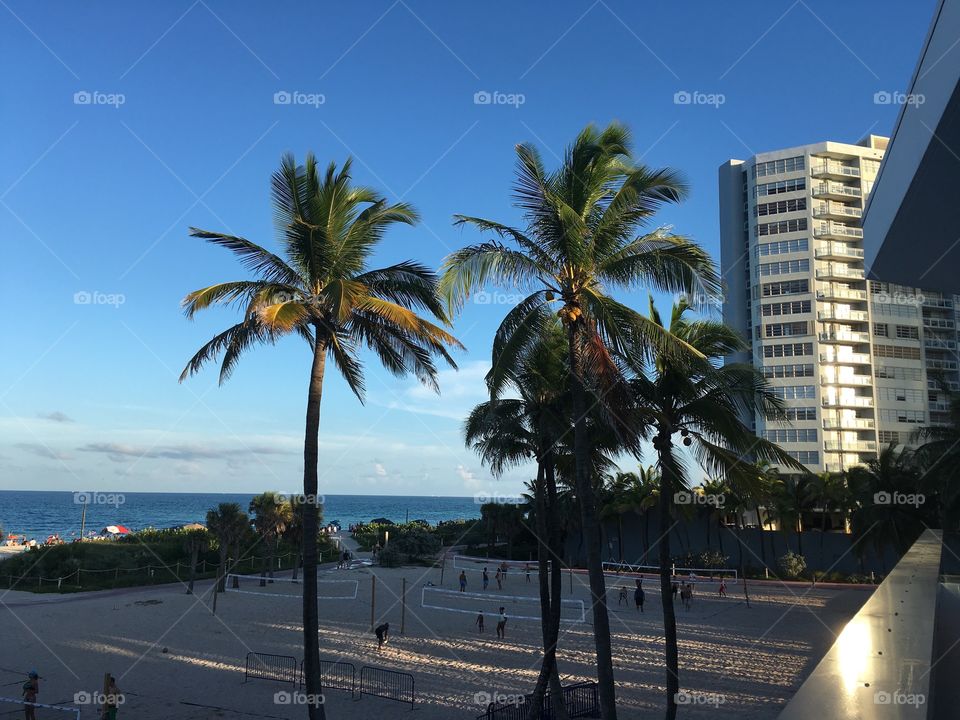 Travel, Hotel, Beach, Palm, Water