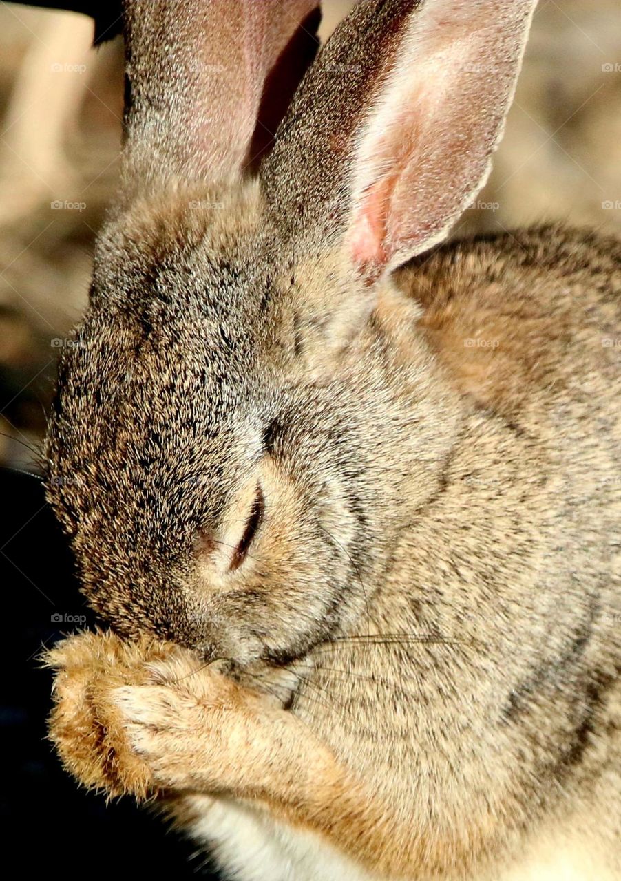 Wild Rabbit Cleaning His Face