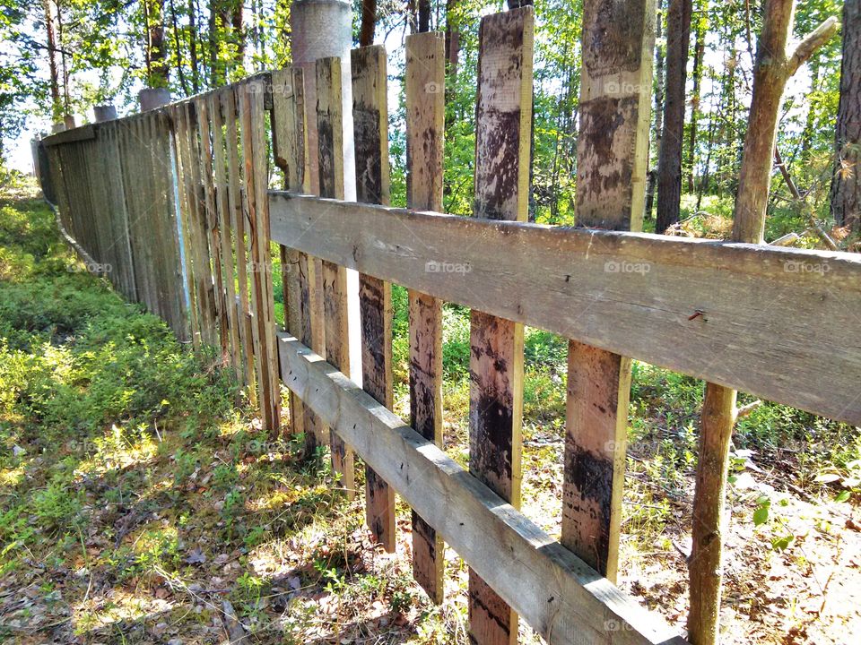 Fence in the Forest