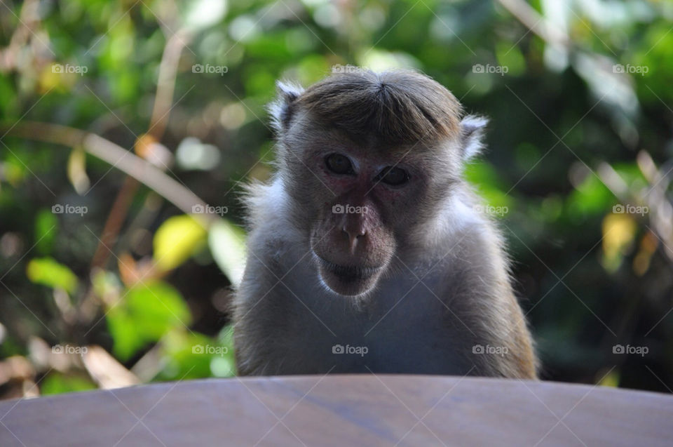 animal mammals portrait looking by irallada