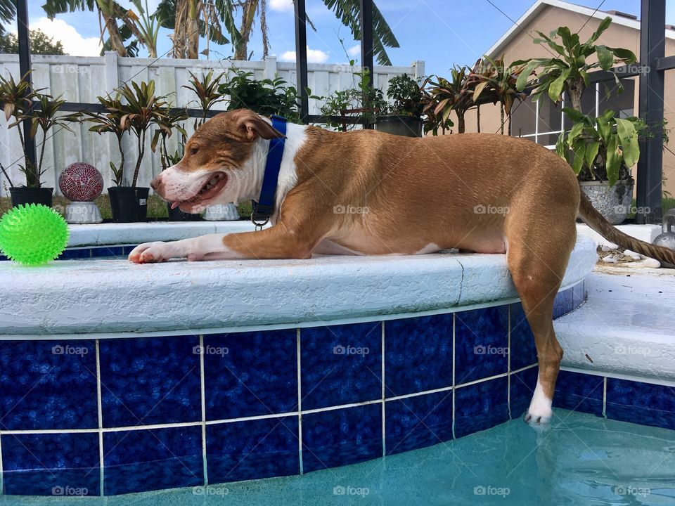Adorable red nose pitbull dipping a paw in the pool