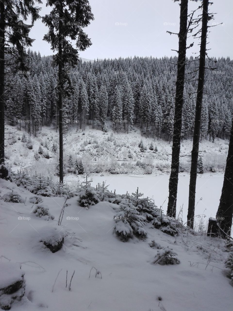 frozen lake in forest