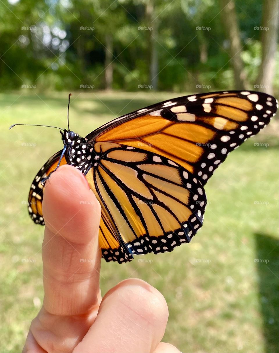 Monarch butterfly on my finger