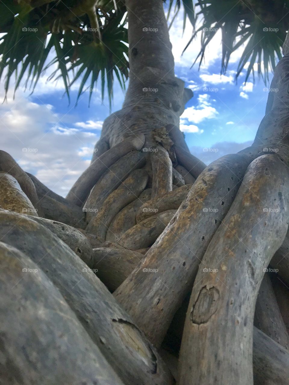 These roots are worthy of a photo. 