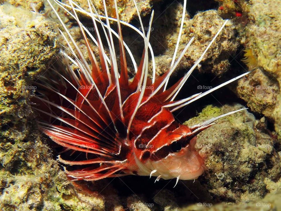 Red Sea. Lionfish.