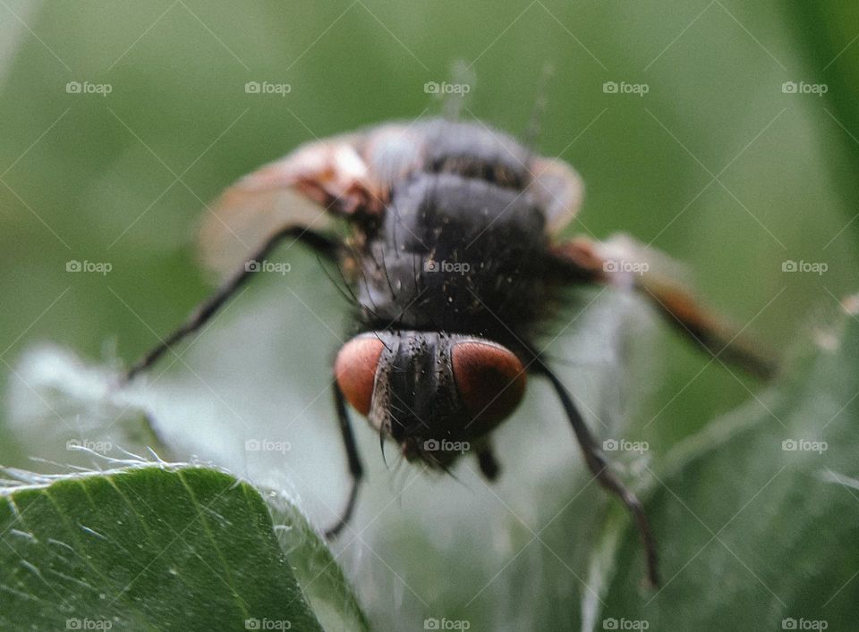 Macro photo of a spring fly on the grass
