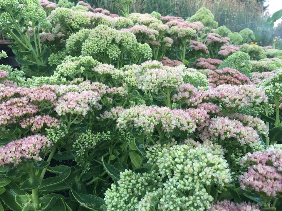 Sedum