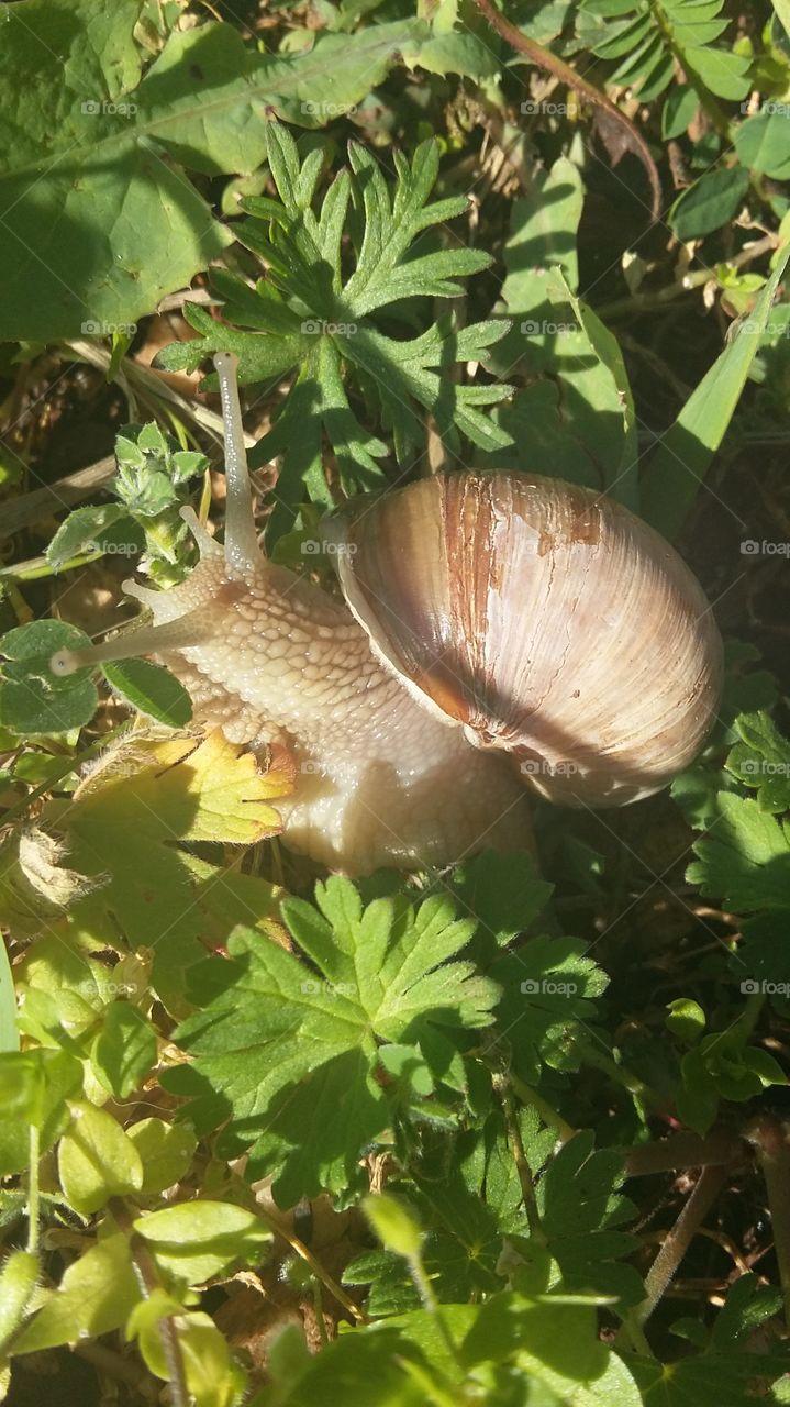 snail in my garden