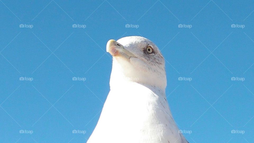 Beautiful white head of a seagull bird.