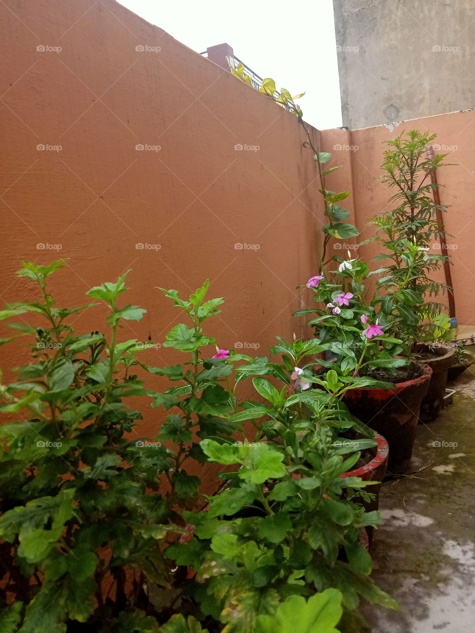 Flower plants in my terrace garden