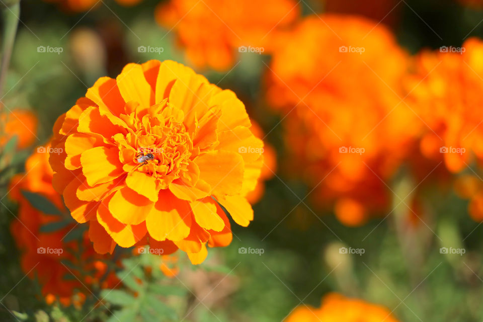 beautiful orange flowers​ in​ the​ garden.