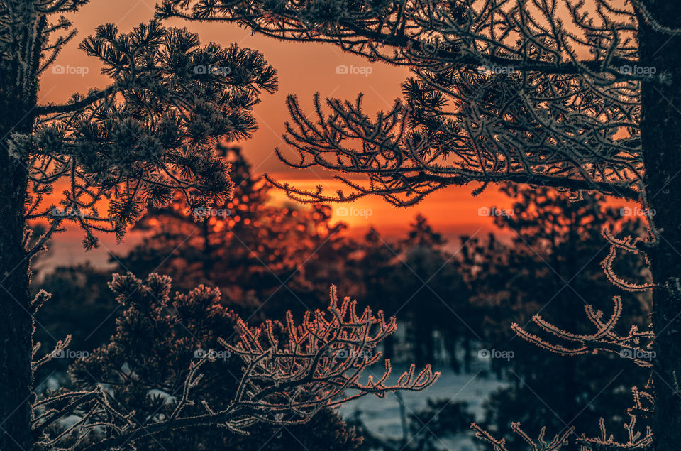 Winter sunrise.